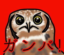 Owls looking at you sticker #7306437
