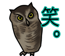 Owls looking at you sticker #7306440