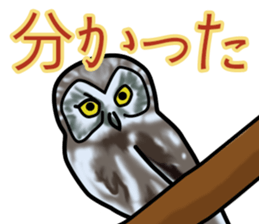Owls looking at you sticker #7306444