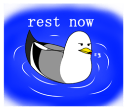 here the black tailed gull again!! sticker #7306698