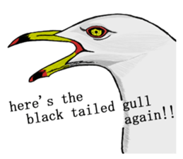 here the black tailed gull again!! sticker #7306727