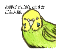 Chattering parakeet sticker #7314682
