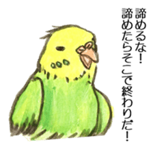 Chattering parakeet sticker #7314686