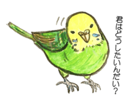 Chattering parakeet sticker #7314687