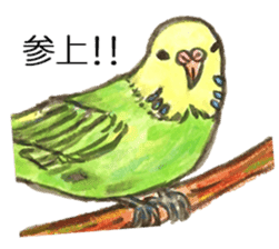 Chattering parakeet sticker #7314690