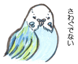 Chattering parakeet sticker #7314699