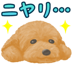 Toy Poodle & Toy Poodle sticker #7325265