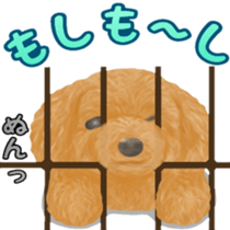 Toy Poodle & Toy Poodle sticker #7325272