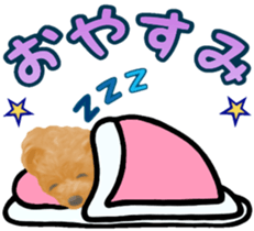 Toy Poodle & Toy Poodle sticker #7325280