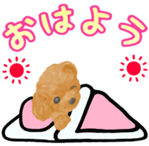 Toy Poodle & Toy Poodle sticker #7325281