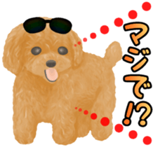 Toy Poodle & Toy Poodle sticker #7325285