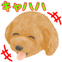 Toy Poodle & Toy Poodle sticker #7325287