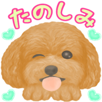 Toy Poodle & Toy Poodle sticker #7325296