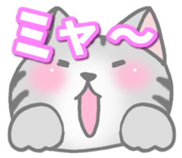 American Shorthair. Sticker of cat. sticker #7348067