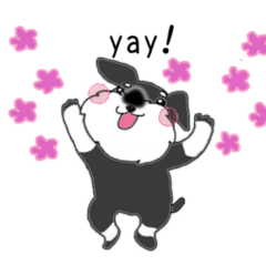 HAPPY puppy of Schnauzer.[English ver.]