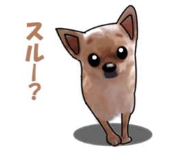 -Chihuahuas-Ver.3 sticker #7361488
