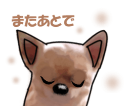 -Chihuahuas-Ver.3 sticker #7361490