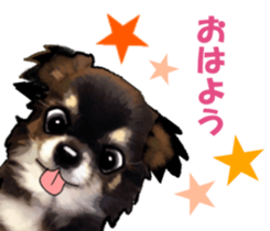 -Chihuahuas-Ver.3 sticker #7361492