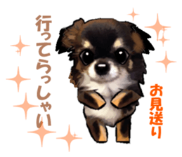 -Chihuahuas-Ver.3 sticker #7361493