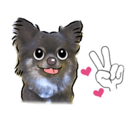 -Chihuahuas-Ver.3 sticker #7361496