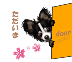 -Chihuahuas-Ver.3 sticker #7361500