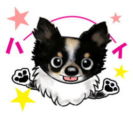 -Chihuahuas-Ver.3 sticker #7361504
