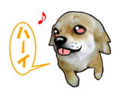 -Chihuahuas-Ver.3 sticker #7361514