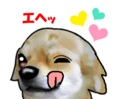 -Chihuahuas-Ver.3 sticker #7361515