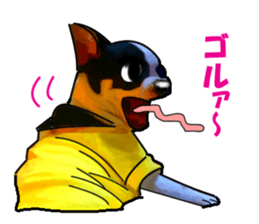 -Chihuahuas-Ver.3 sticker #7361518