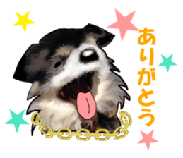 -Chihuahuas-Ver.3 sticker #7361520