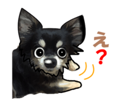 -Chihuahuas-Ver.3 sticker #7361522