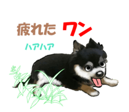 -Chihuahuas-Ver.3 sticker #7361523