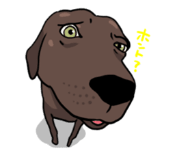 Solo the Labrador Retriever sticker #7363647
