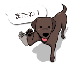 Solo the Labrador Retriever sticker #7363651