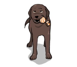 Solo the Labrador Retriever sticker #7363652