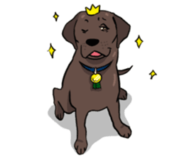 Solo the Labrador Retriever sticker #7363659