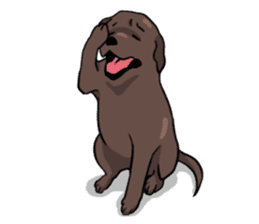 Solo the Labrador Retriever sticker #7363664