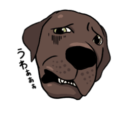 Solo the Labrador Retriever sticker #7363668