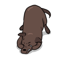 Solo the Labrador Retriever sticker #7363670