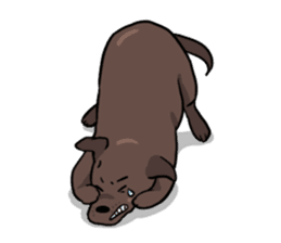 Solo the Labrador Retriever sticker #7363670