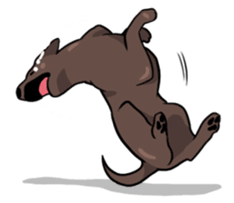 Solo the Labrador Retriever sticker #7363671