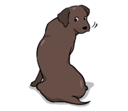Solo the Labrador Retriever sticker #7363672