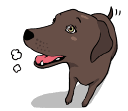 Solo the Labrador Retriever sticker #7363673