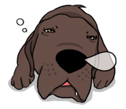Solo the Labrador Retriever sticker #7363674