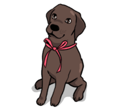 Solo the Labrador Retriever sticker #7363677