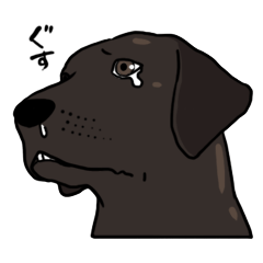 Doc the Labrador Retriever