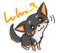 Kou-chang Chihuahua sticker #7369817