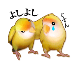 Real bird sticker2 sticker #7381213