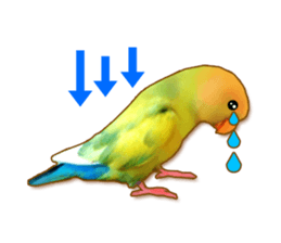 Real bird sticker2 sticker #7381215