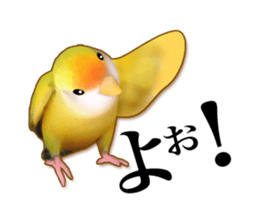 Real bird sticker2 sticker #7381218